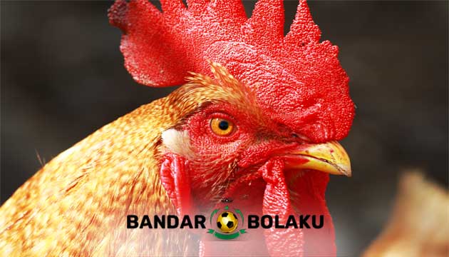 Cara Meruncingkan Paruh Ayam Bangkok Aduan