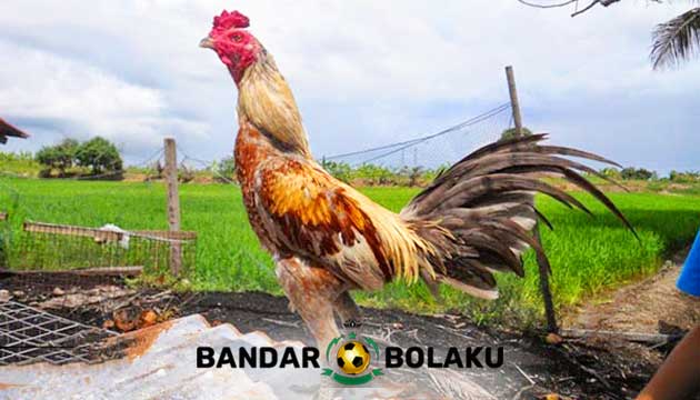 Ini Dia Perbedaan Ayam Bangkok Asli Dan Palsu