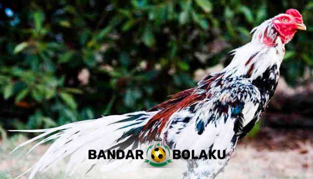 Ciri dan Pukulan Mematikan Ayam Bangkok Blorok Madu