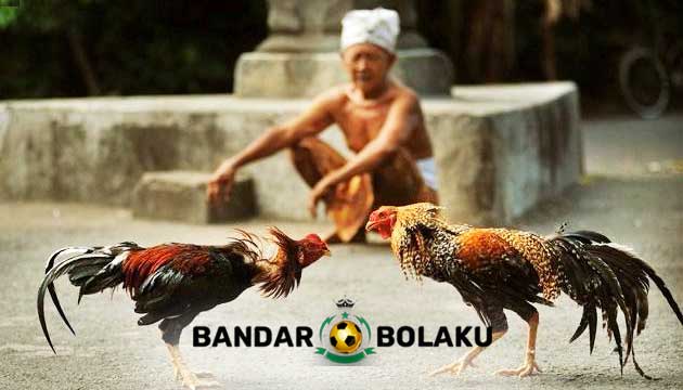 Larangan Dan Pantangan Penting Sabung Ayam Menurut Primbon Jawa