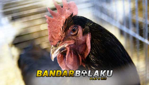 Keturunan Garis Ayam Bangkok Aduan Paling Berbahaya Di Indonesia