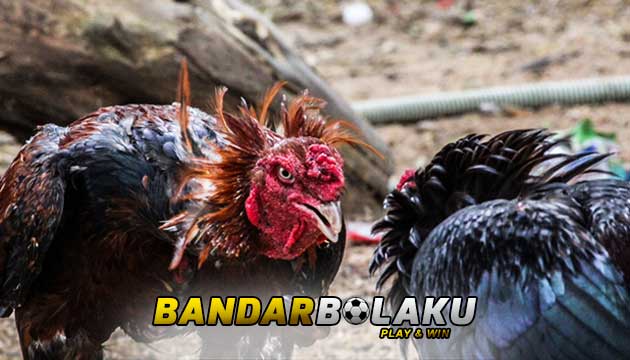 Cara Penanganan Tepat Untuk Ayam Bangkok Aduan Usai Dilagakan