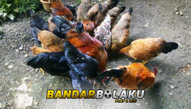 Membuat Ayam Bangkok Petarung Menjadi Ganas Saat Ditarungkan