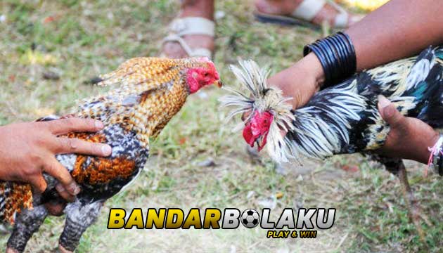 10 Ciri Ayam Bangkok Aduan Super Mematikan Di Arena Laga