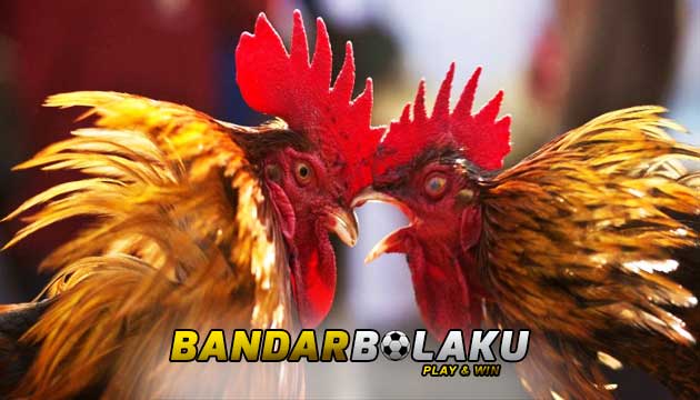 Nama Ayam Aduan Asli India Paling Populer Di Indonesia