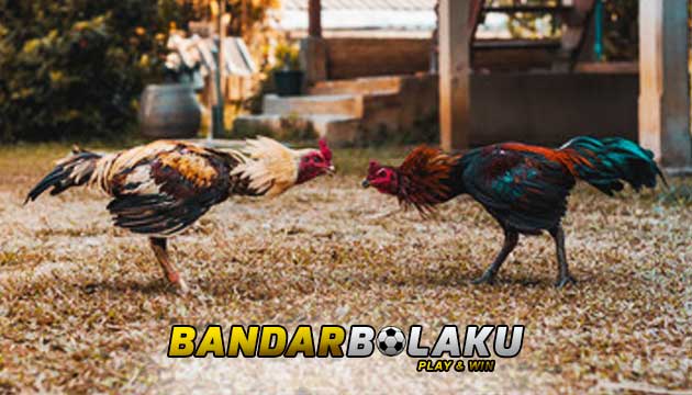 Tips Melatih Ketahanan Fisik Ayam Bangkok Paling Ampuh