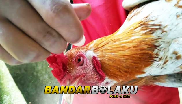 Cara Mengobati Mata Ayam Bangkok Terluka Akibat Jalu