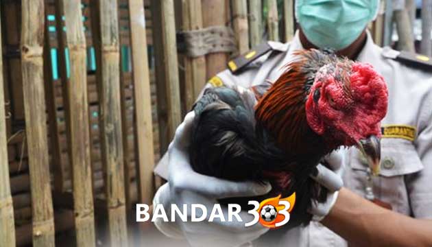 Tips Mudah Cepat Obati Ayam Bangkok Alami Dubur Keluar