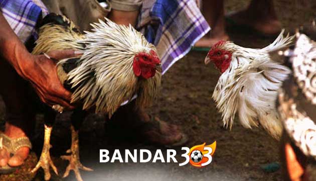 Trik Rahasia Menghindari Kecurangan Adu Ayam Di Arena Sabung