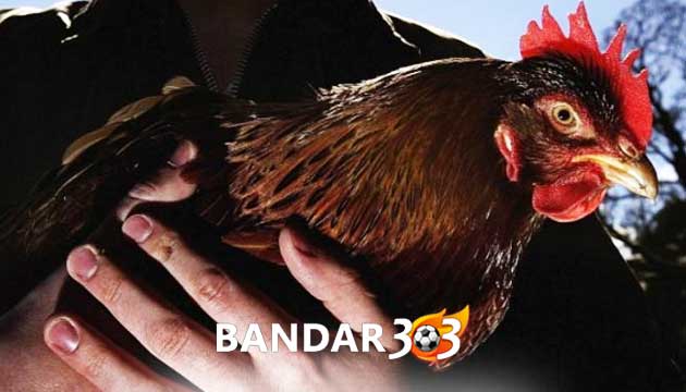 Ciri Utama Mengapa Ayam Bangkok Tidak Dapat Bertarung Dengan Sempurna