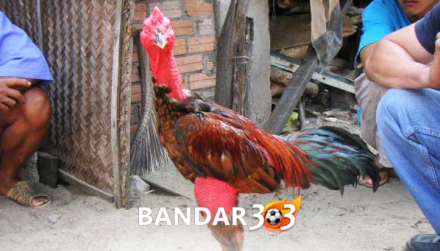 Ayam Ganoi, Ayam Asli Vietnam Paling Ditakuti Di Arena Sabung