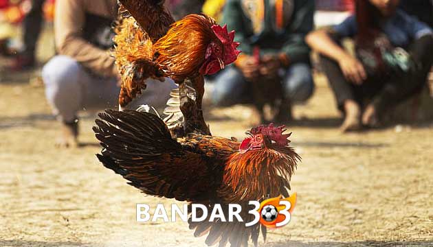 Trik Curang Mengalahkan Ayam Lawan Di Arena Sabung